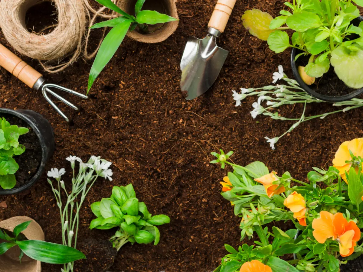 Come trasformare la vecchia terra in una risorsa preziosa per il tuo giardino Immagine selezionata