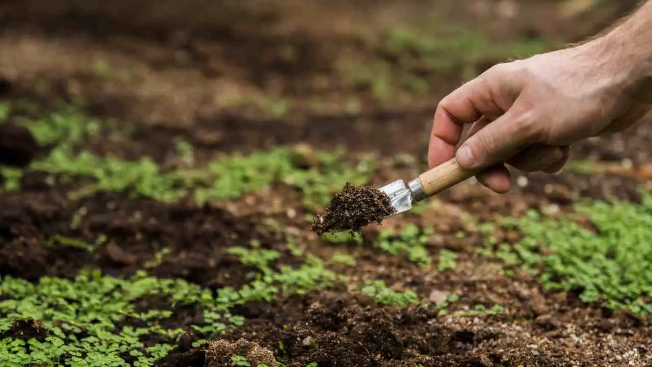 Come trasformare la vecchia terra in una risorsa preziosa per il tuo giardino Immagine selezionata