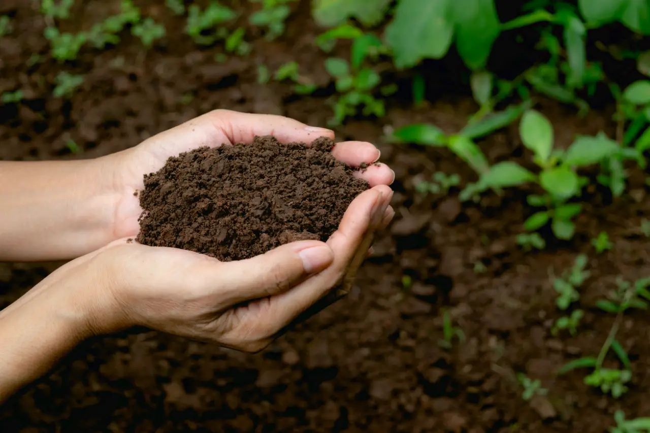 Come trasformare la vecchia terra in una risorsa preziosa per il tuo giardino Immagine selezionata