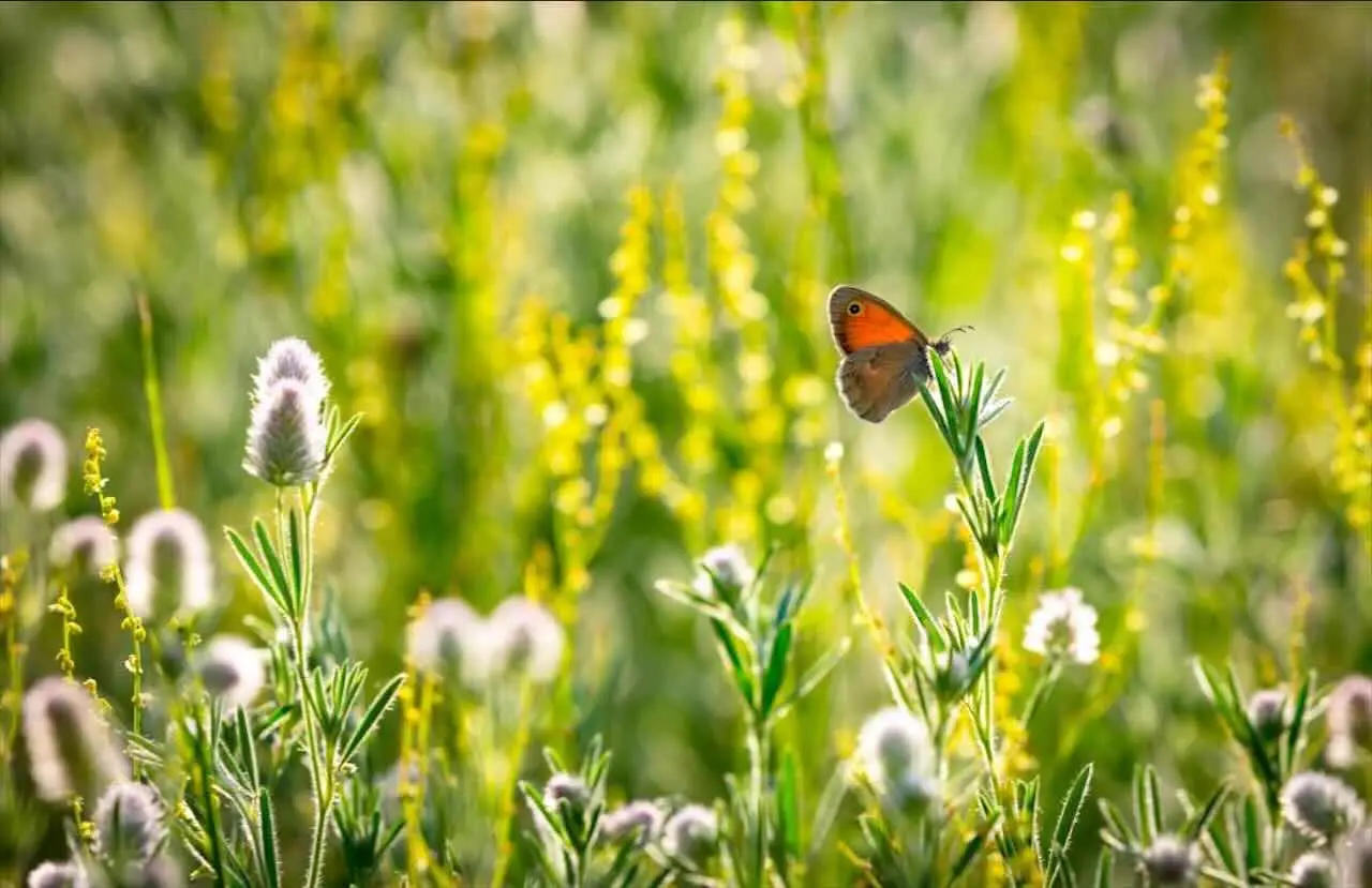 La specie californiana che offre soluzioni ai problemi della natura Immagine selezionata