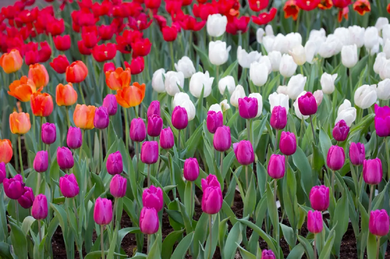 Dove vedere il tripudio di colori dei tulipani in fiore questa stagione