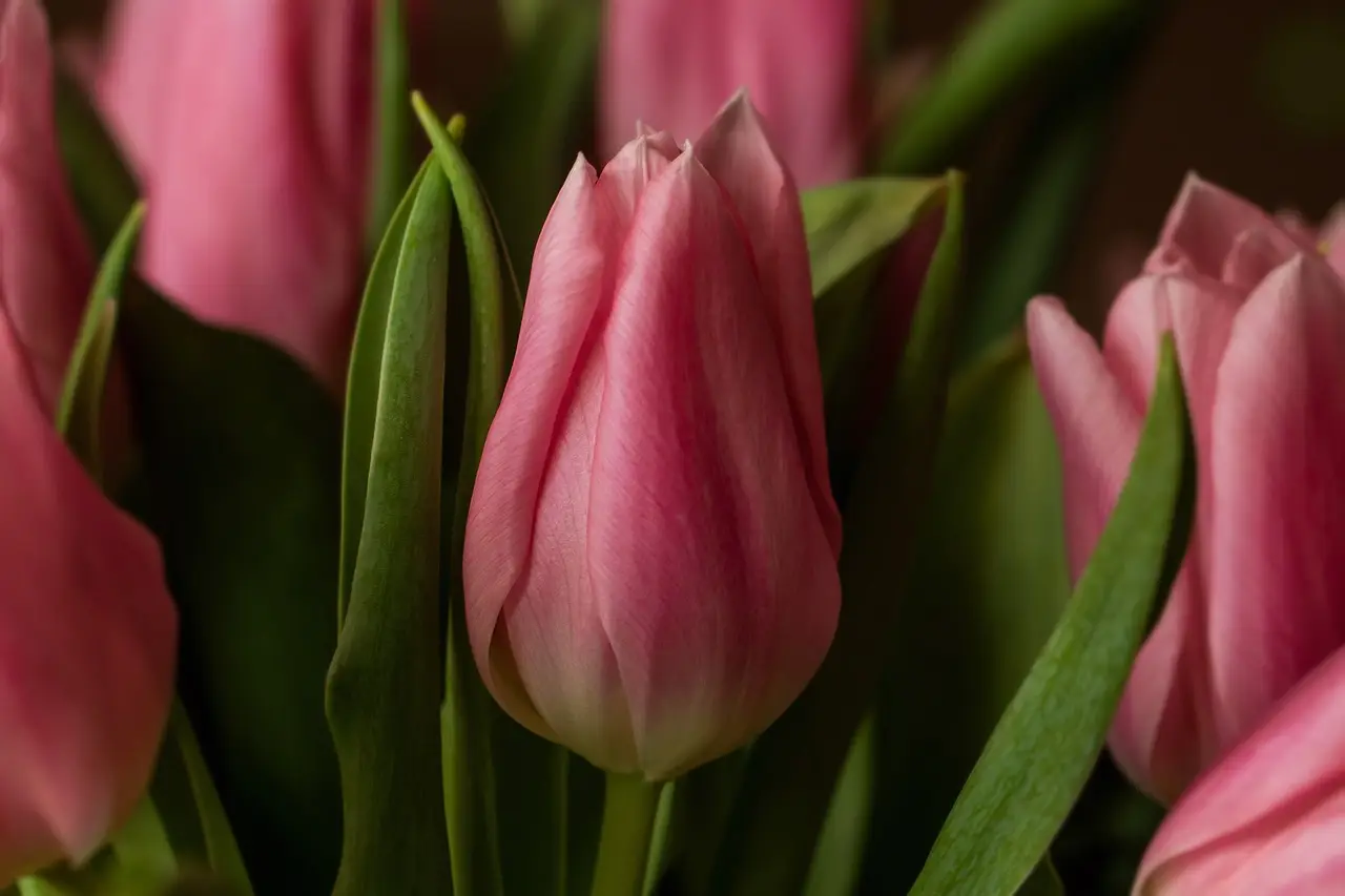 Dove vedere il tripudio di colori dei tulipani in fiore questa stagione Immagine selezionata