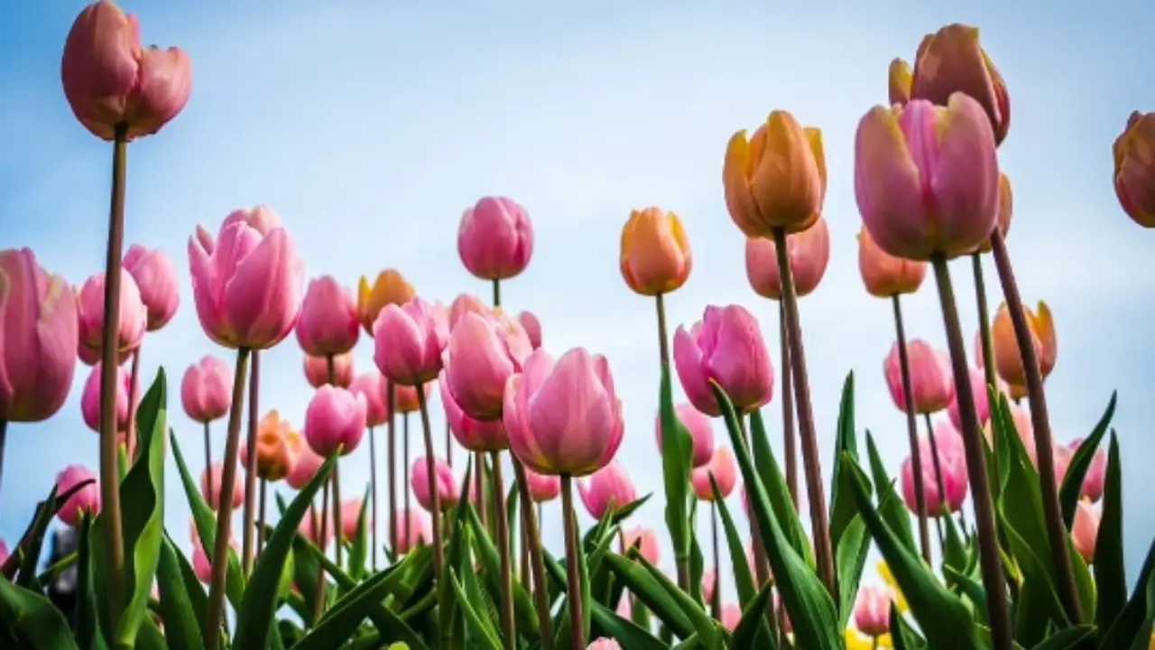 Dove vedere il tripudio di colori dei tulipani in fiore questa stagione Immagine selezionata