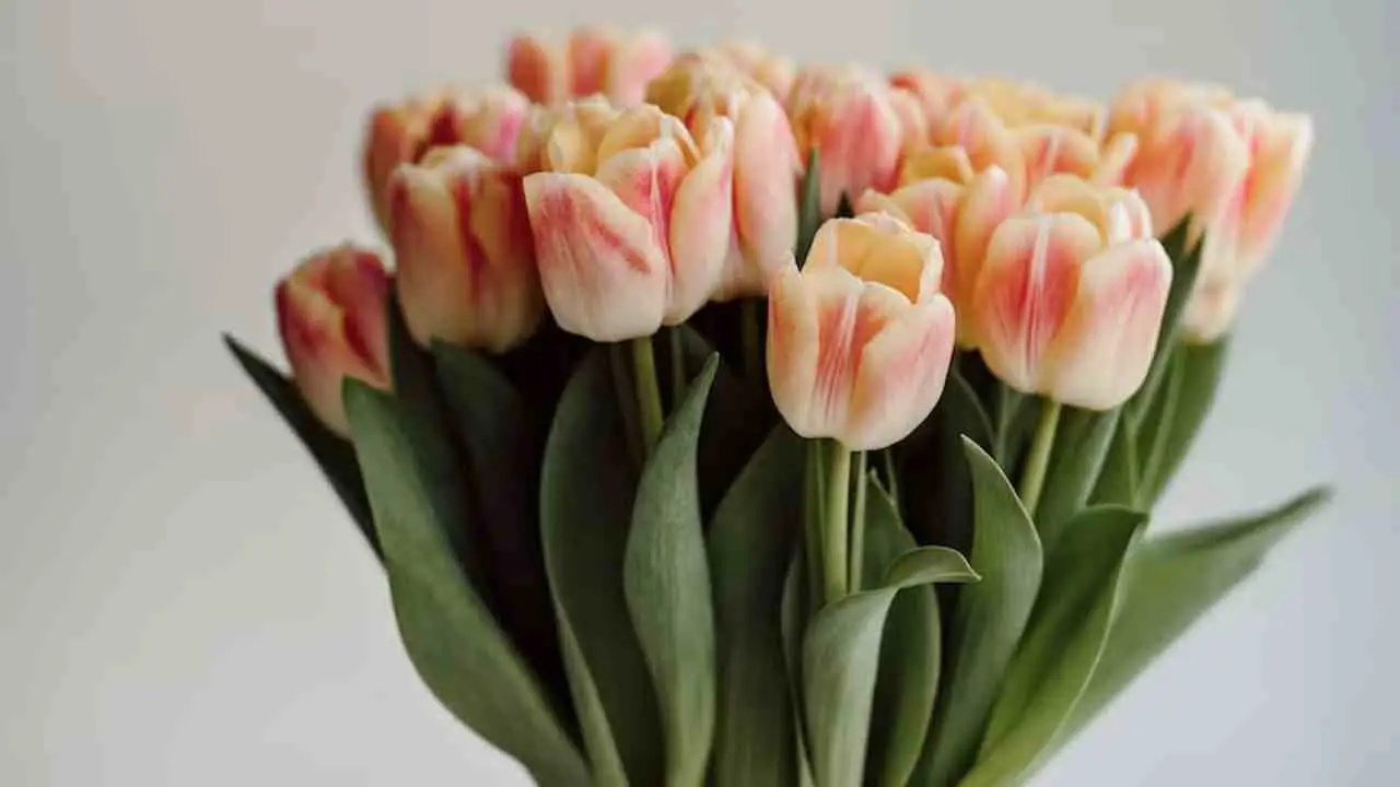 Dove vedere il tripudio di colori dei tulipani in fiore questa stagione Immagine selezionata