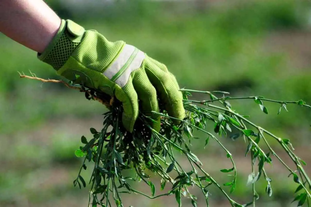 Come ottenere un prato impeccabile in primavera eliminando la gramigna Immagine selezionata