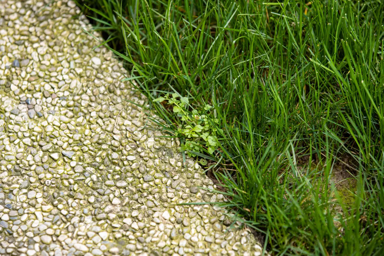 Come ottenere un prato impeccabile in primavera eliminando la gramigna Immagine selezionata