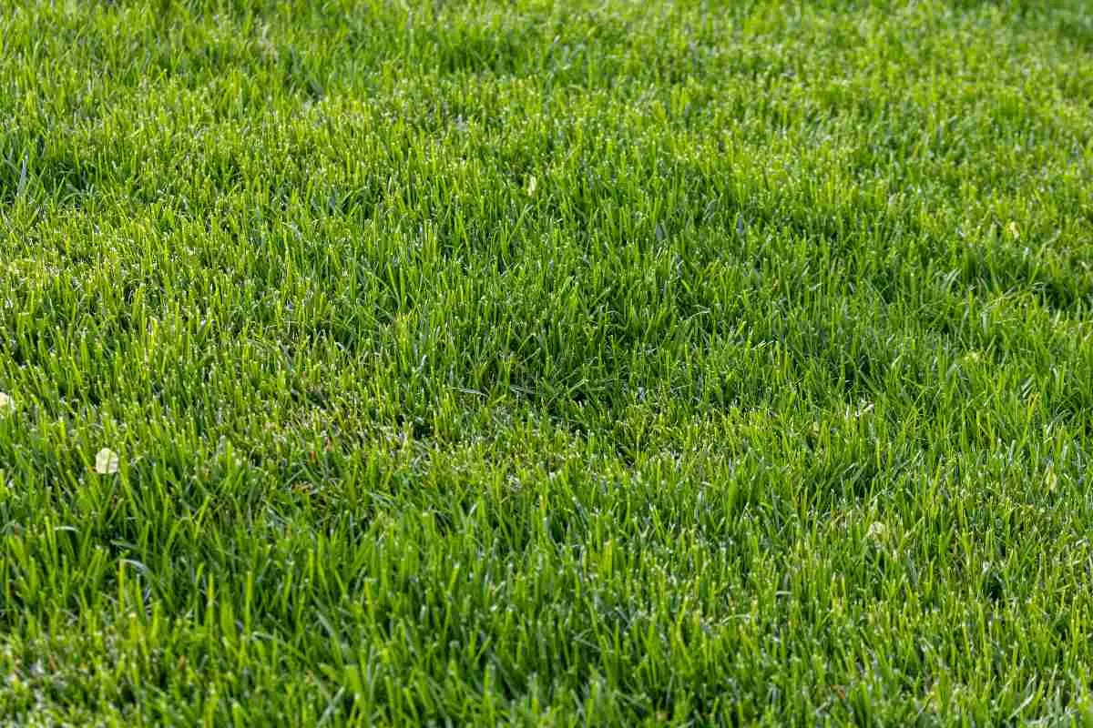 Come ottenere un prato impeccabile in primavera eliminando la gramigna Immagine selezionata