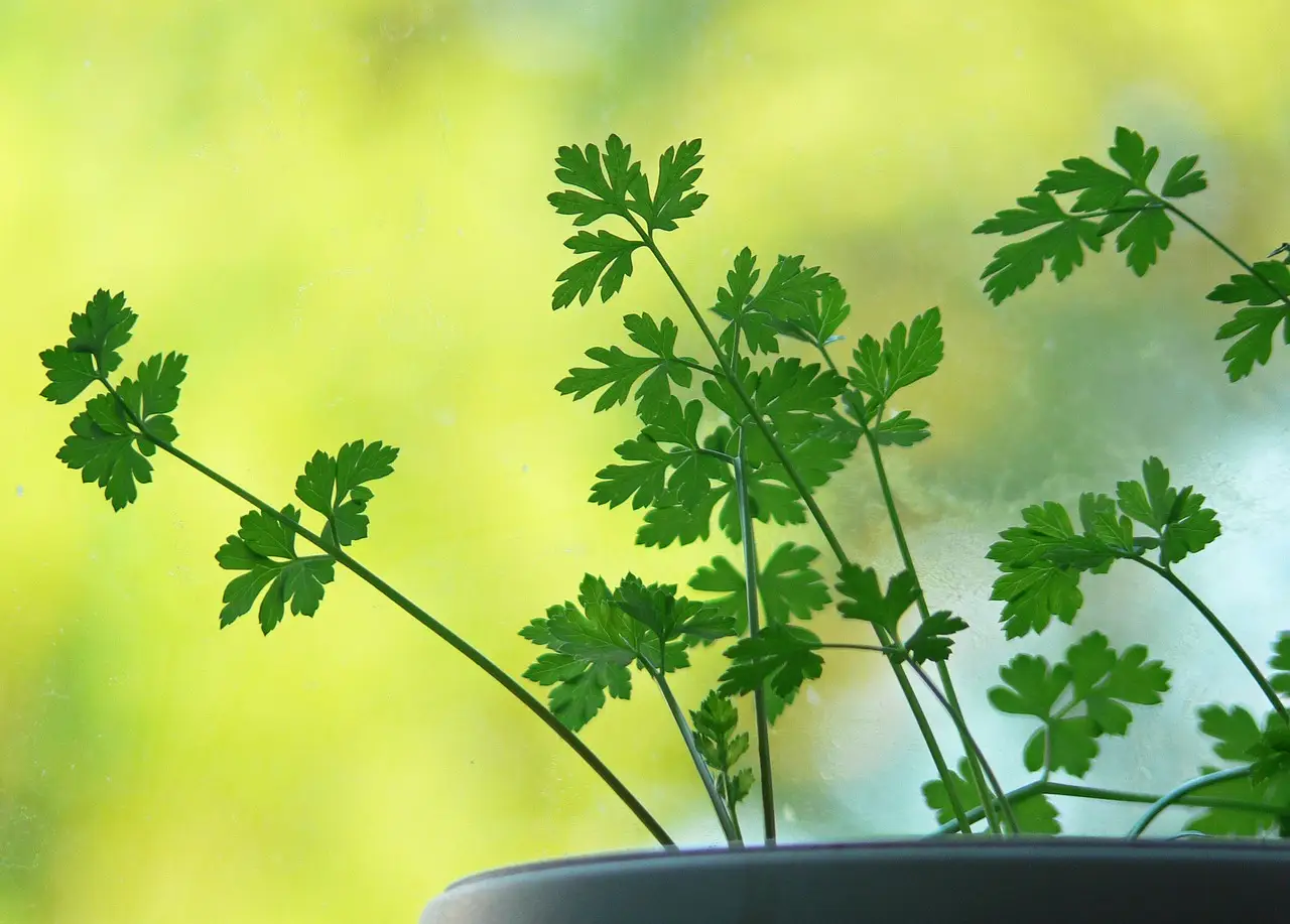Vuoi il prezzemolo sempre fresco in giardino? I segreti infallibili per coltivarlo per anni Immagine selezionata