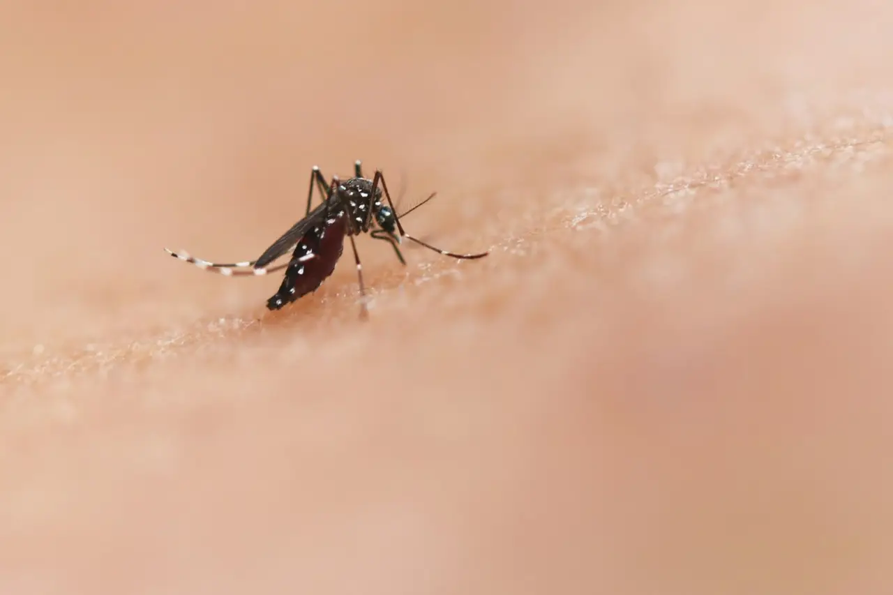 La pianta che tiene lontane le zanzare per tutta lâ€™estate il segreto che fa comodo a tutti