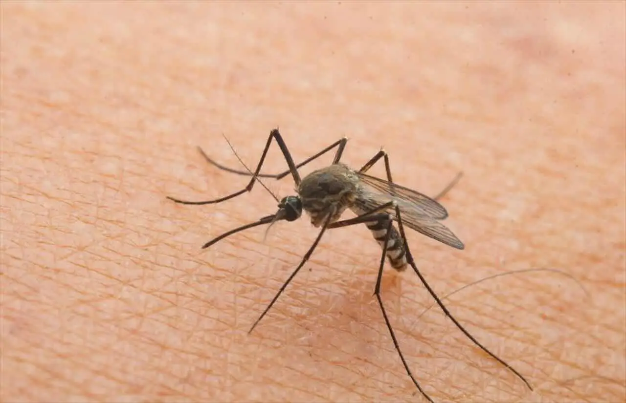 La pianta che tiene lontane le zanzare per tutta l’estate il segreto che fa comodo a tutti Immagine selezionata