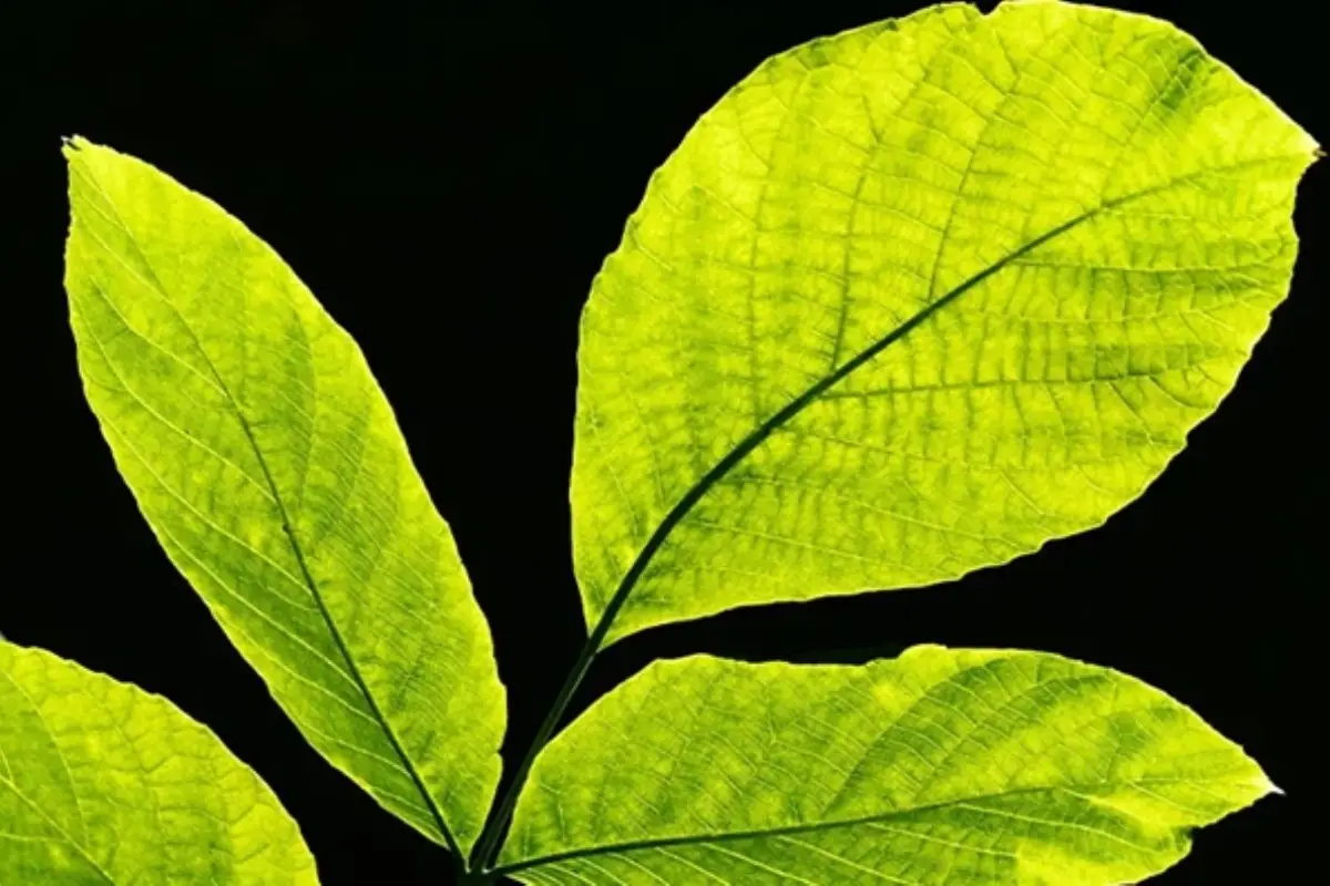 La pianta che tiene lontane le zanzare per tutta l’estate il segreto che fa comodo a tutti Immagine selezionata