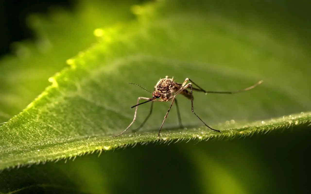 Come eliminare gli insetti dal giardino con il metodo semplice che ancora pochi conoscono Come eliminare gli insetti dal giardino con il metodo semplice che ancora pochi conoscono