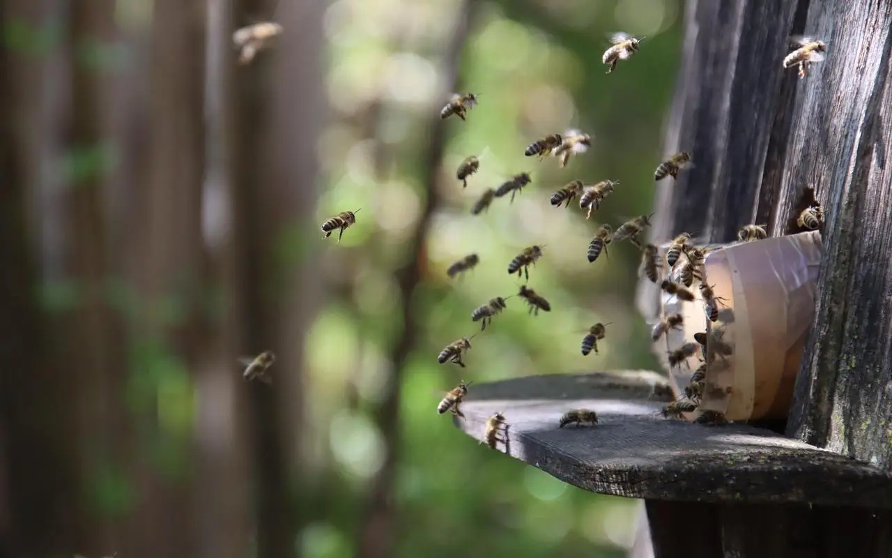 Come eliminare gli insetti dal giardino con il metodo semplice che ancora pochi conoscono Immagine selezionata