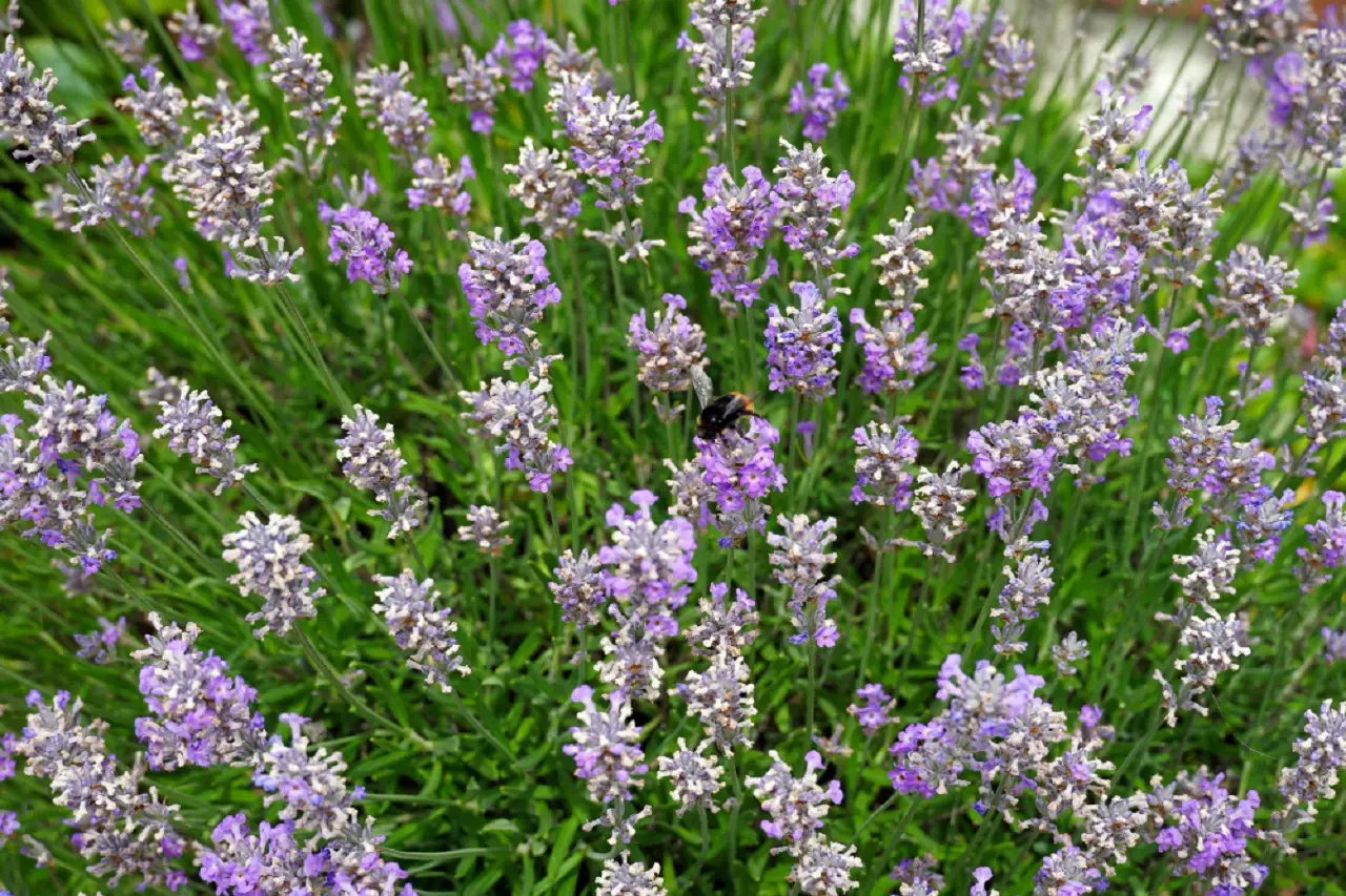 Come eliminare gli insetti dal giardino con il metodo semplice che ancora pochi conoscono Immagine selezionata