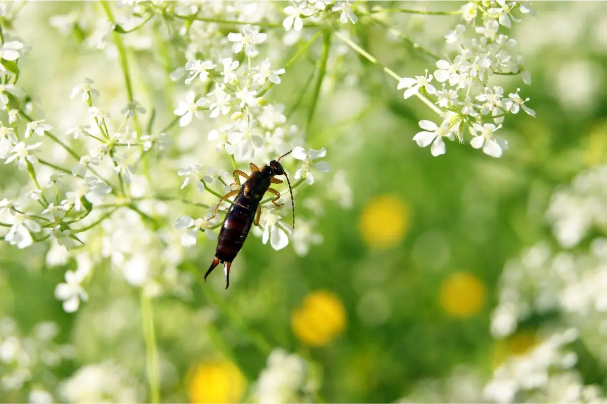 Come eliminare gli insetti dal giardino con il metodo semplice che ancora pochi conoscono Immagine selezionata