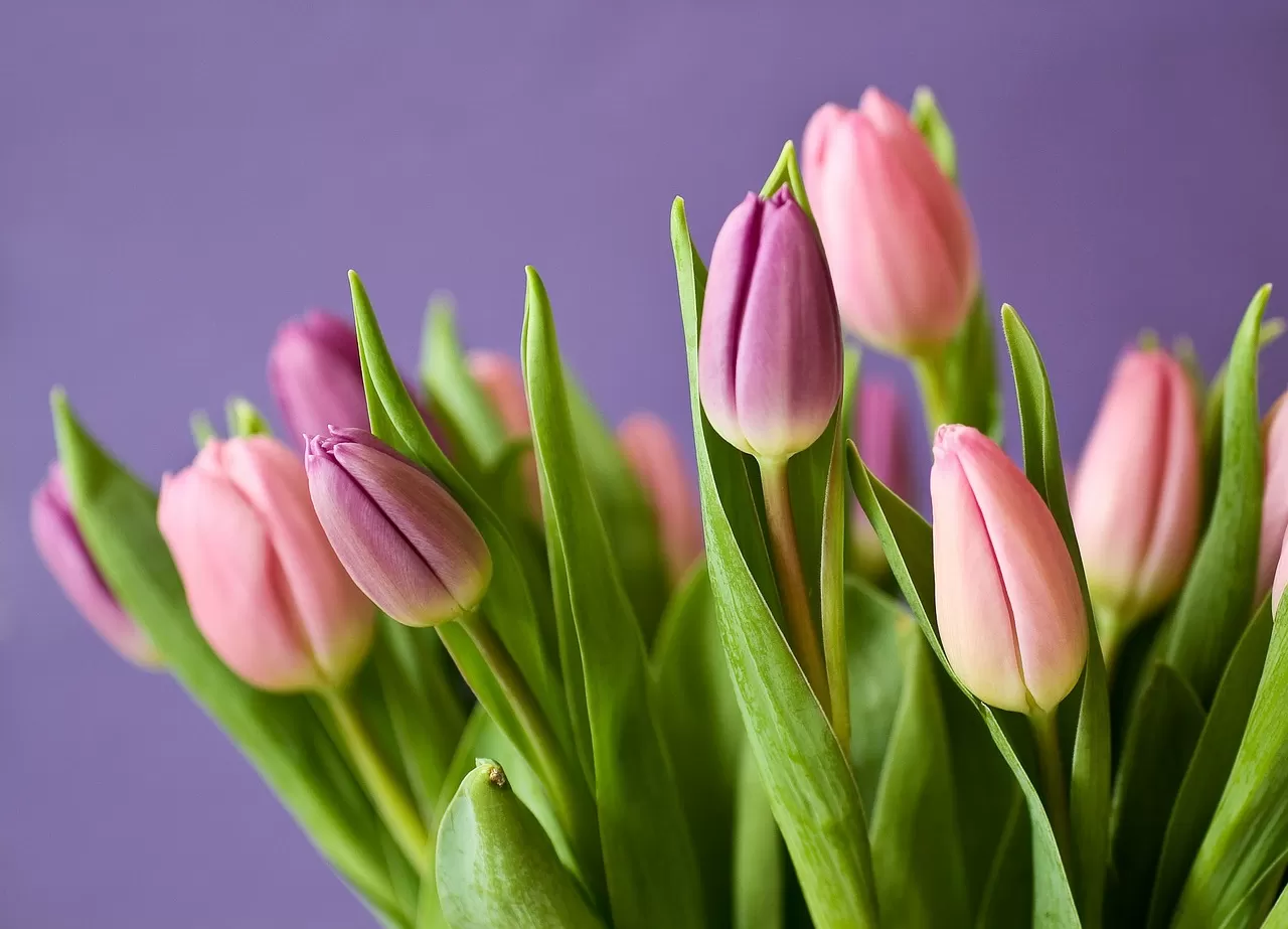 Come far rifiorire i bulbi di tulipano dopo la fioritura il trucco dei giardinieri esperti Immagine selezionata