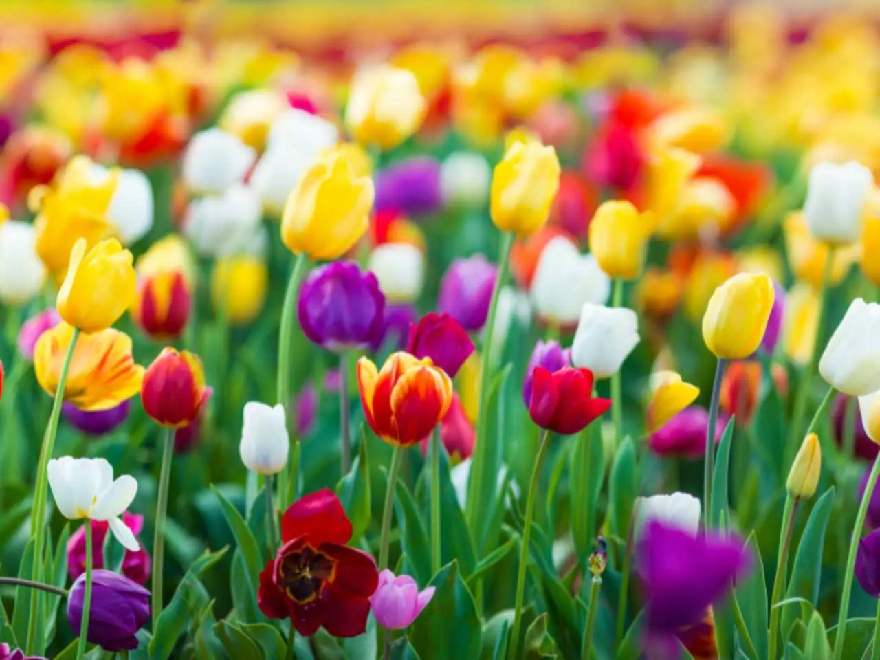 Come far rifiorire i bulbi di tulipano dopo la fioritura il trucco dei giardinieri esperti Immagine selezionata