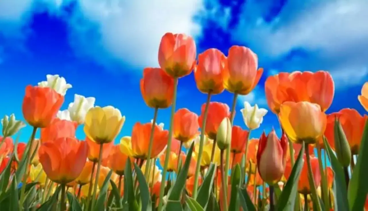 Come far rifiorire i bulbi di tulipano dopo la fioritura il trucco dei giardinieri esperti Immagine selezionata