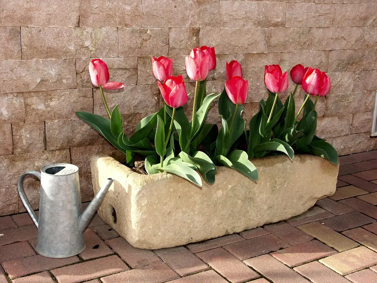 Come far rifiorire i bulbi di tulipano dopo la fioritura il trucco dei giardinieri esperti Immagine selezionata
