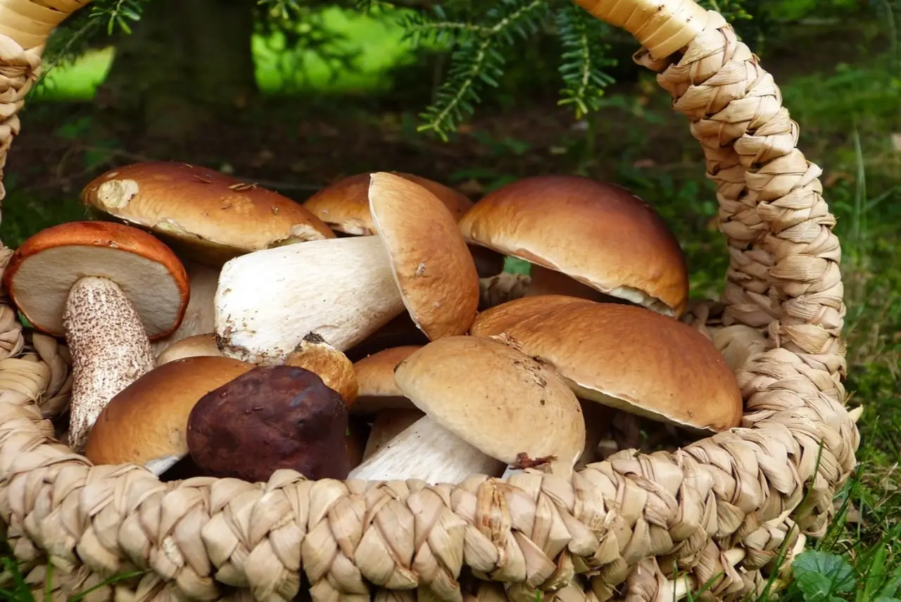 Funghi porcini a volontà: ecco la mappa nascosta per una raccolta da record