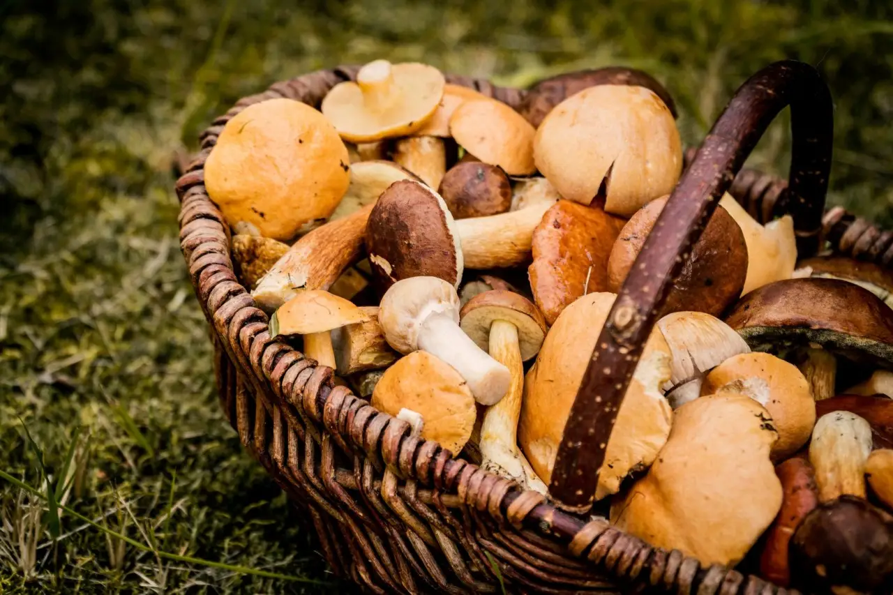 Funghi porcini a volontà: ecco la mappa nascosta per una raccolta da record Immagine selezionata