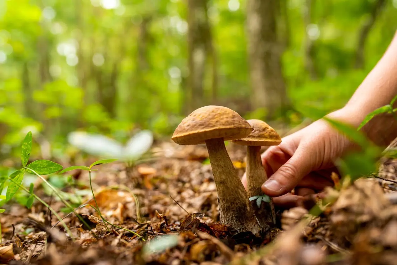 Funghi porcini a volontà: ecco la mappa nascosta per una raccolta da record Immagine selezionata