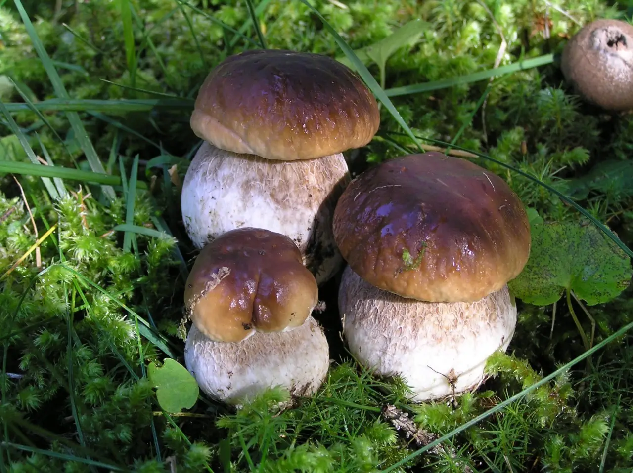 Funghi porcini a volontà: ecco la mappa nascosta per una raccolta da record Immagine selezionata