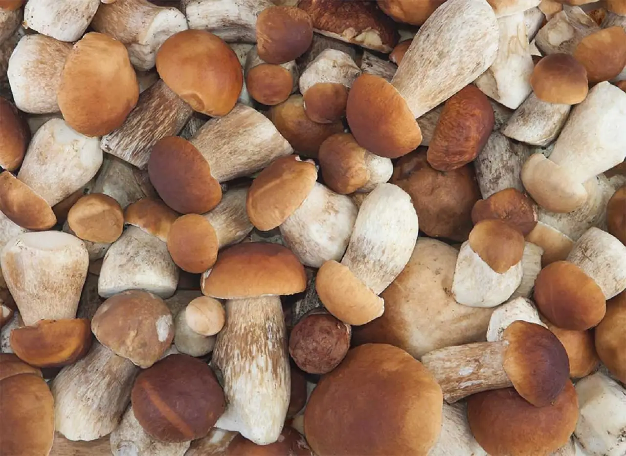 Funghi porcini a volontà: ecco la mappa nascosta per una raccolta da record Immagine selezionata