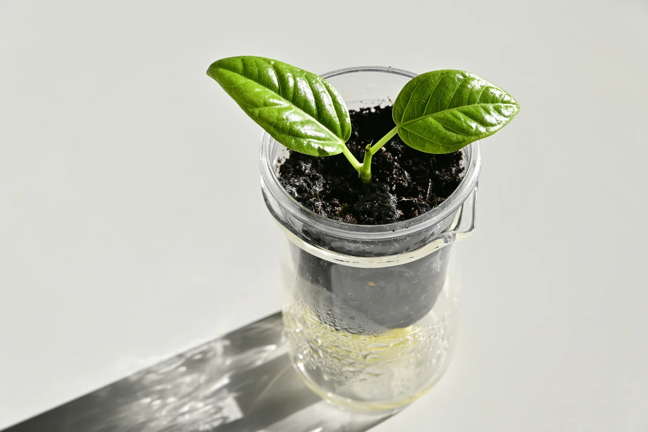 Vuoi un giardino profumato senza fatica? Pianta ora questa meraviglia dal profumo di vaniglia Immagine selezionata