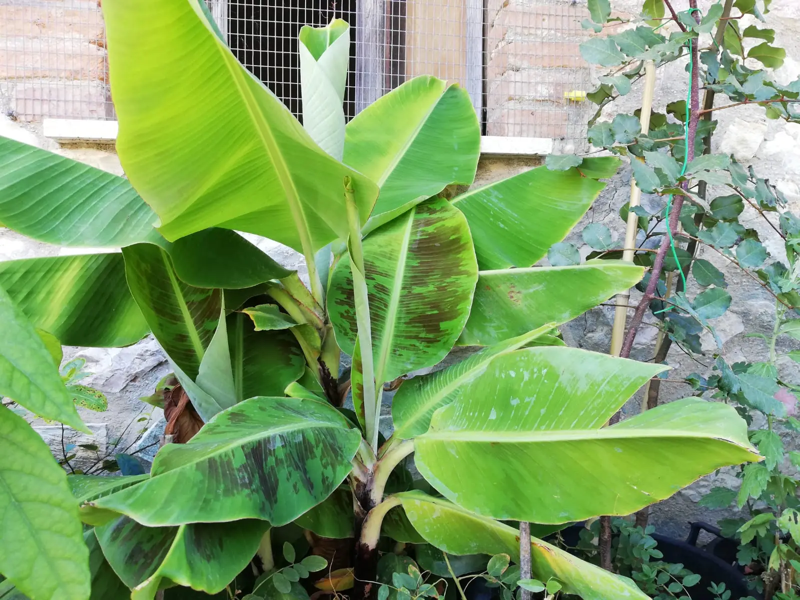 Vuoi un giardino profumato senza fatica? Pianta ora questa meraviglia dal profumo di vaniglia Immagine selezionata