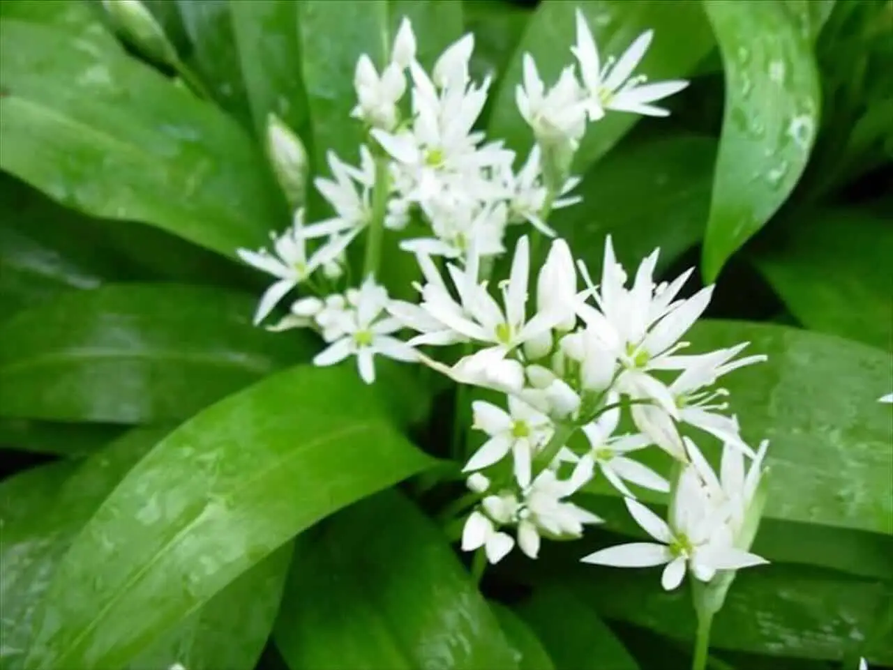 Vuoi un giardino profumato senza fatica? Pianta ora questa meraviglia dal profumo di vaniglia Immagine selezionata