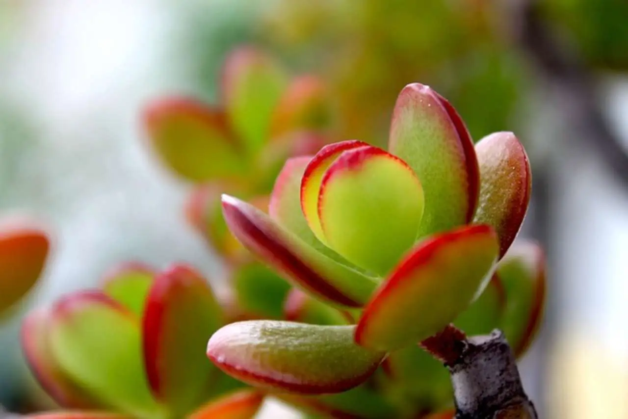 Vuoi fortuna in casa? Ecco dove mettere la pianta di giada secondo i giardinieri Immagine selezionata