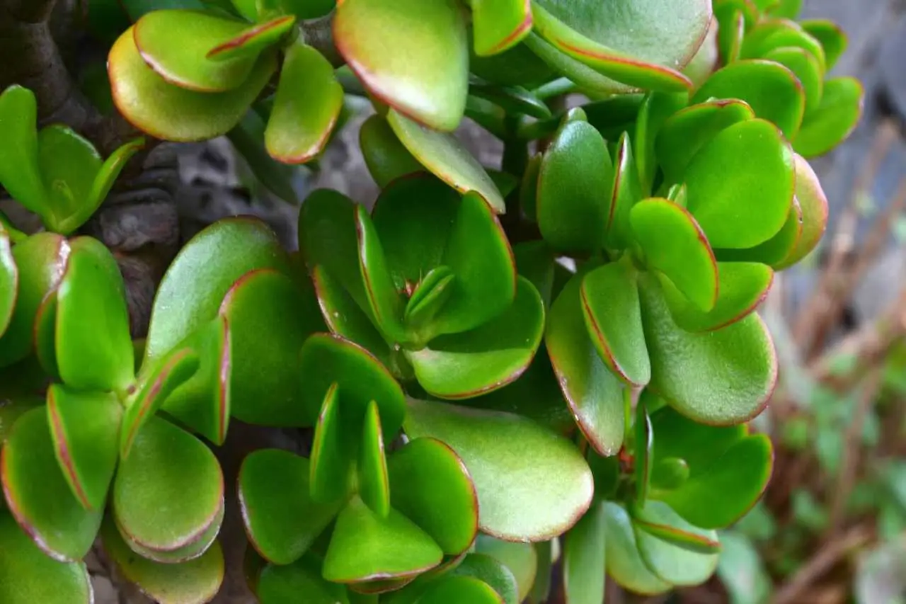 Vuoi fortuna in casa? Ecco dove mettere la pianta di giada secondo i giardinieri Immagine selezionata