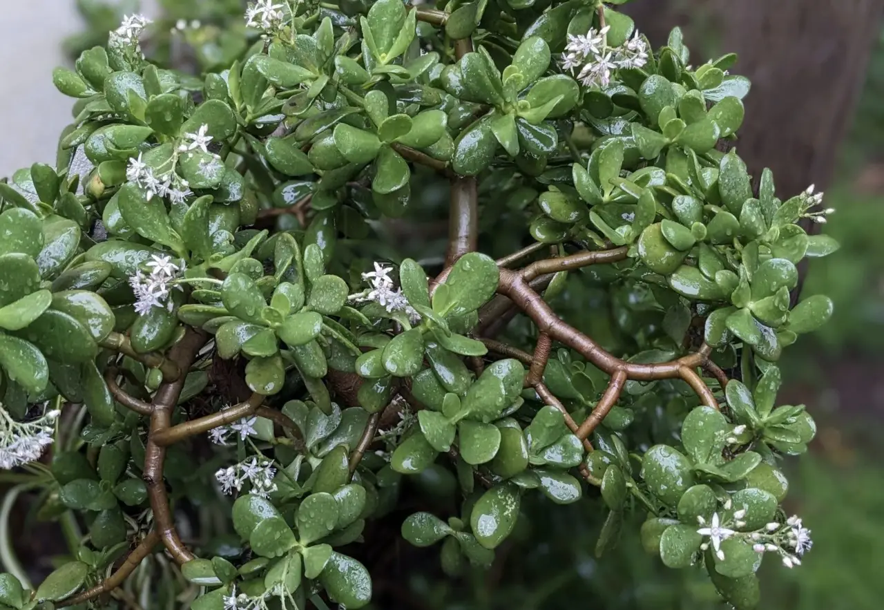 Vuoi fortuna in casa? Ecco dove mettere la pianta di giada secondo i giardinieri Immagine selezionata
