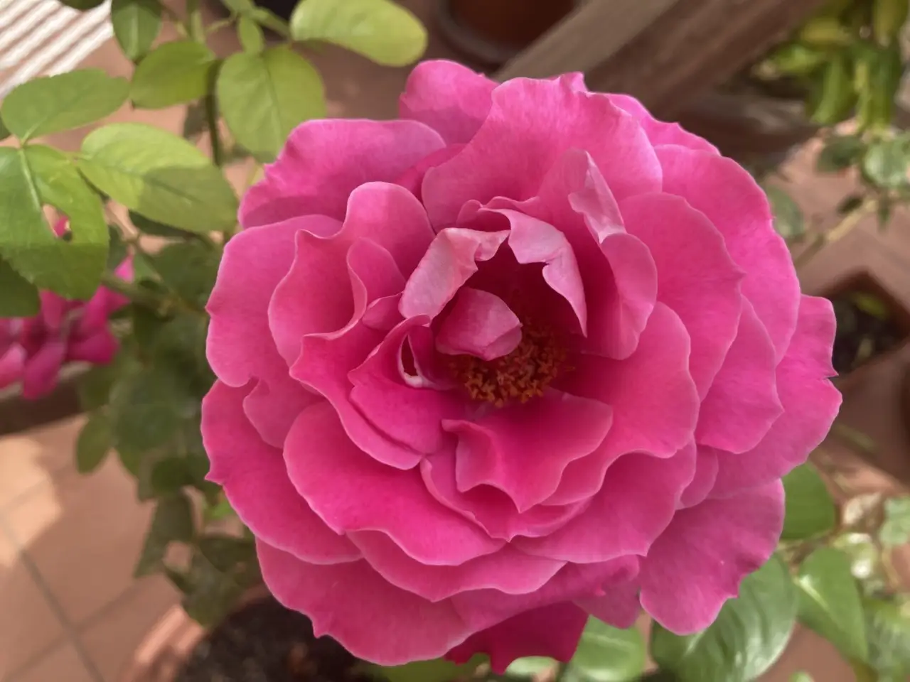 Le migliori 12 piante perenni che crescono senza cure, per un giardino sempre fiorito Immagine selezionata