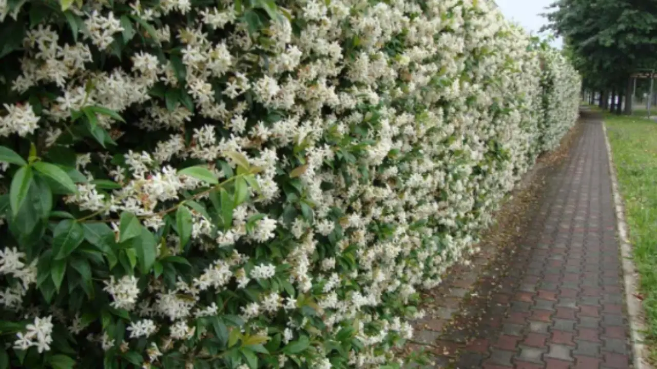 Le migliori 12 piante perenni che crescono senza cure, per un giardino sempre fiorito Immagine selezionata