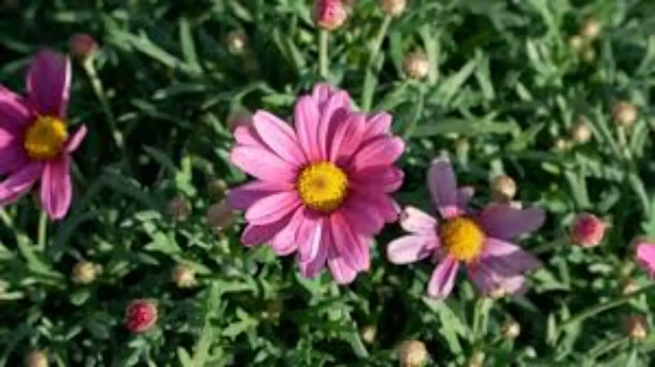 Le migliori 12 piante perenni che crescono senza cure, per un giardino sempre fiorito Immagine selezionata