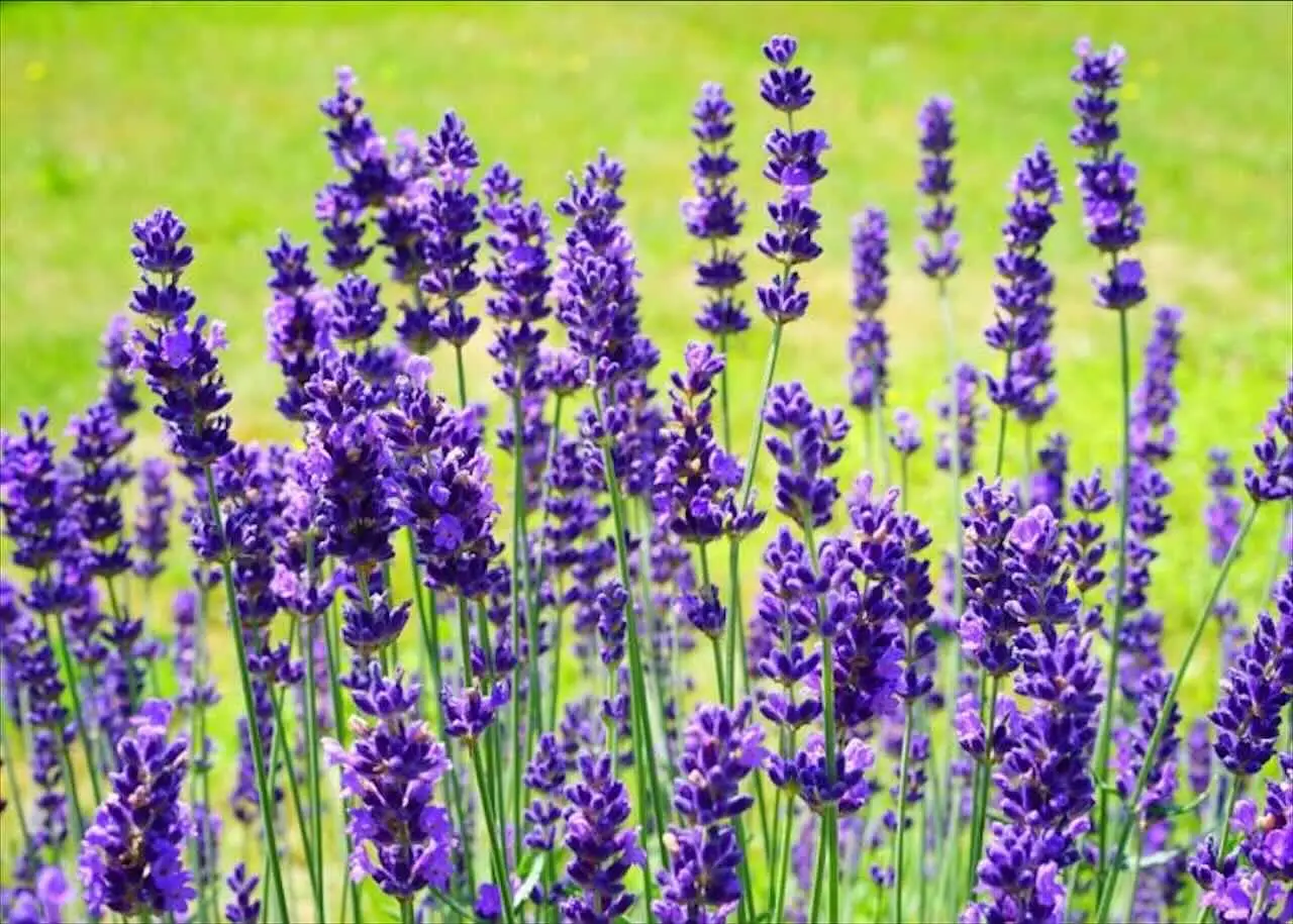Le migliori 12 piante perenni che crescono senza cure, per un giardino sempre fiorito Immagine selezionata