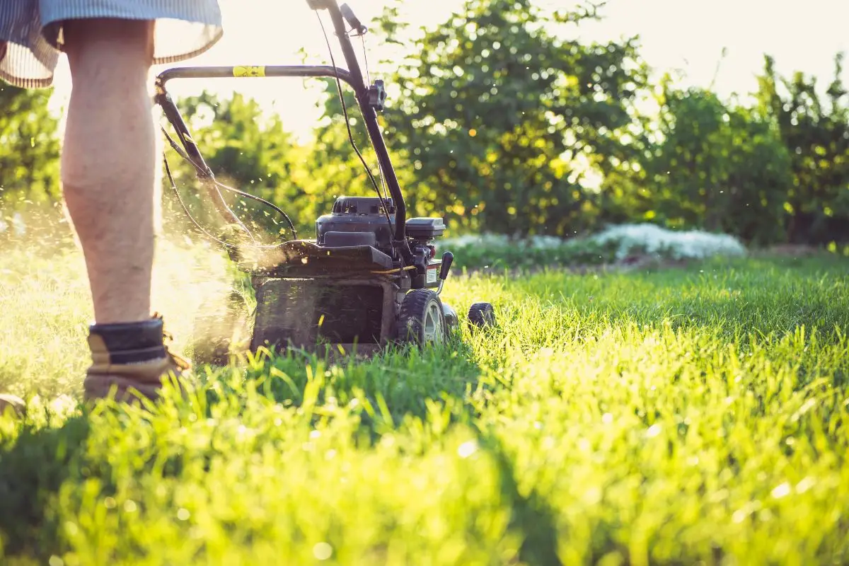 Robot tagliaerba Parkside e altri alleati LIDL: innovazioni che ti rivoluzionano il giardino Immagine selezionata