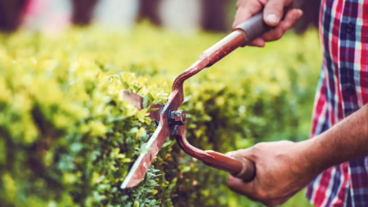 Robot tagliaerba Parkside e altri alleati LIDL: innovazioni che ti rivoluzionano il giardino Immagine selezionata
