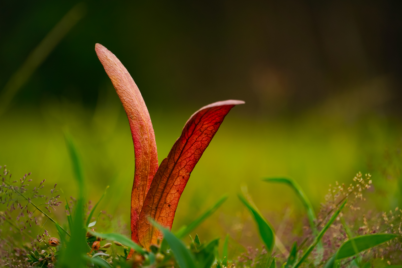 Come creare un giardino accogliente per le farfalle, scegliendo le piante ideali Immagine selezionata