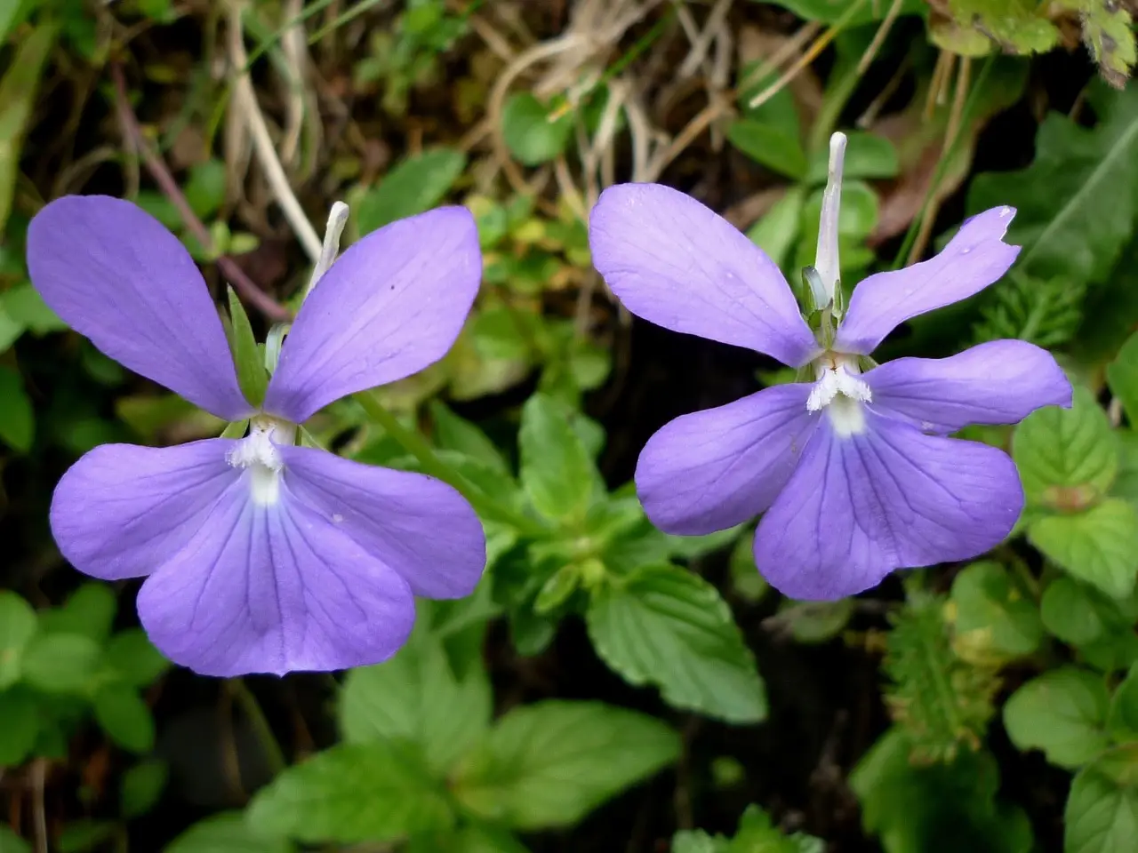 Come creare un giardino accogliente per le farfalle, scegliendo le piante ideali Immagine selezionata