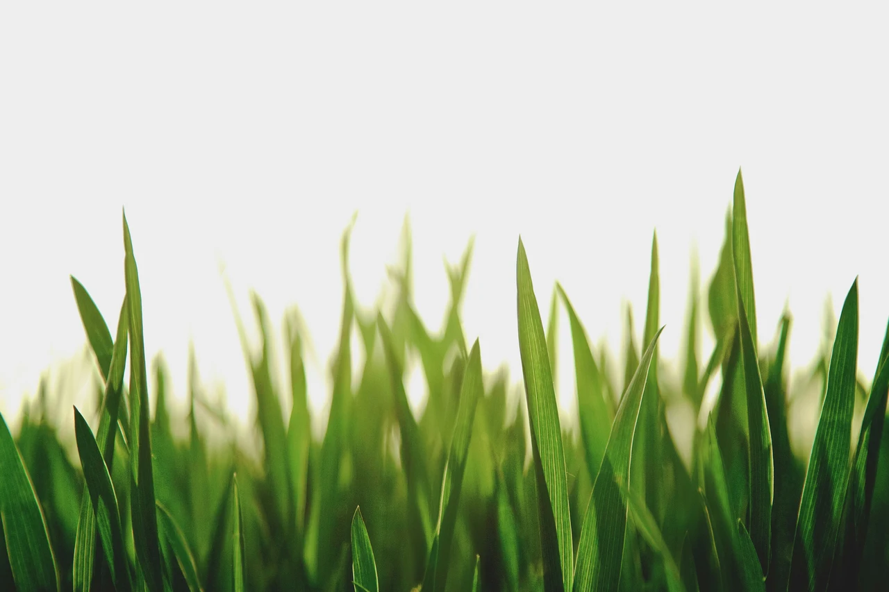 Il segreto dei giardinieri: cosa spargere sul prato per un verde invidiabile Immagine selezionata