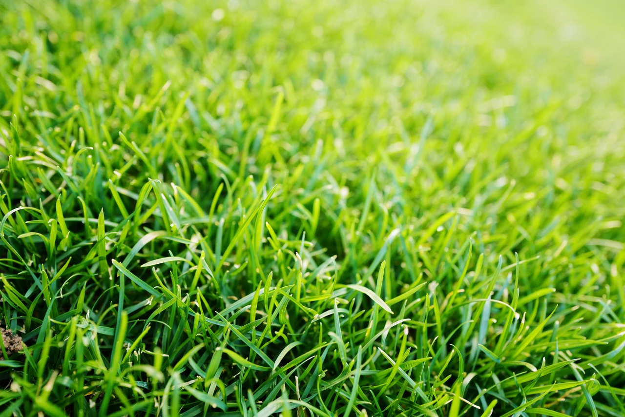 Il segreto dei giardinieri: cosa spargere sul prato per un verde invidiabile Immagine selezionata
