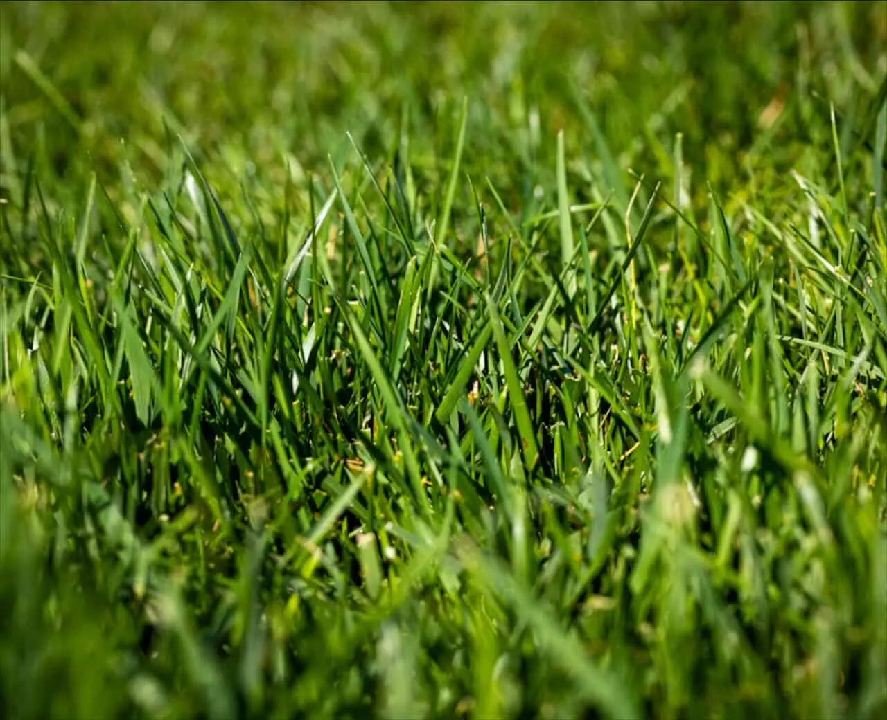 Il segreto dei giardinieri: cosa spargere sul prato per un verde invidiabile Immagine selezionata