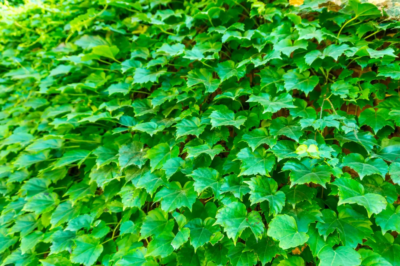 Il segreto dei giardinieri: cosa spargere sul prato per un verde invidiabile Immagine selezionata