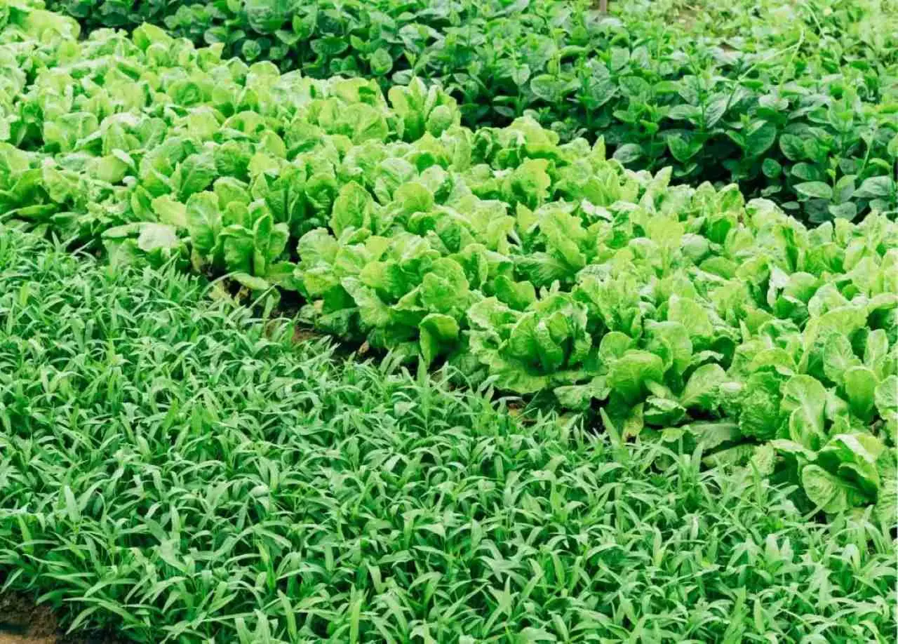 Terra gratis per il tuo orto: ecco il trucco naturale che nessuno ti ha mai svelato