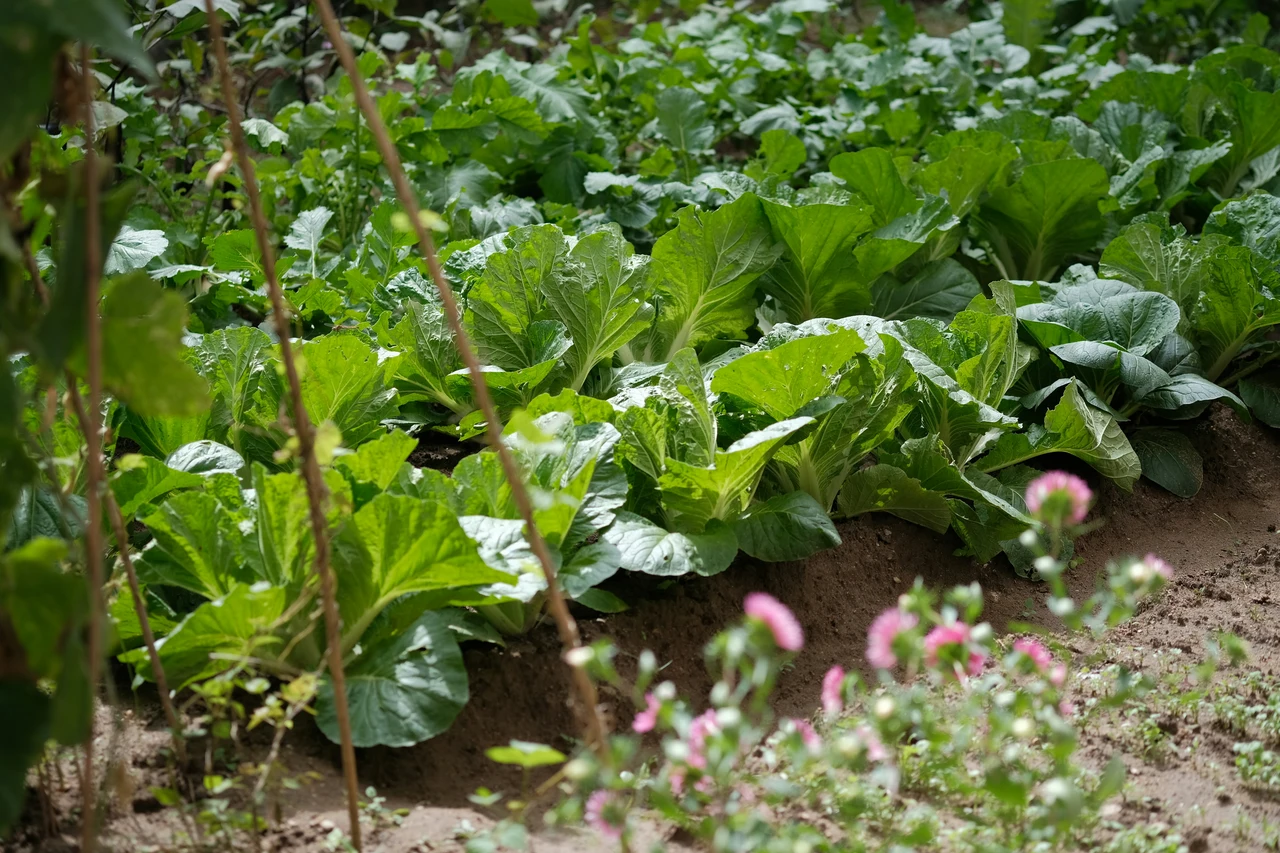 Terra gratis per il tuo orto: ecco il trucco naturale che nessuno ti ha mai svelato Immagine selezionata