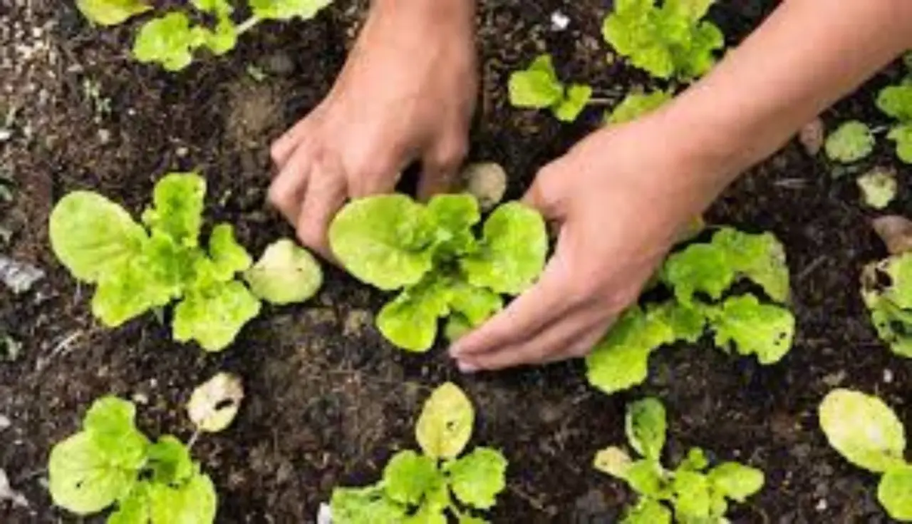 Terra gratis per il tuo orto: ecco il trucco naturale che nessuno ti ha mai svelato Immagine selezionata