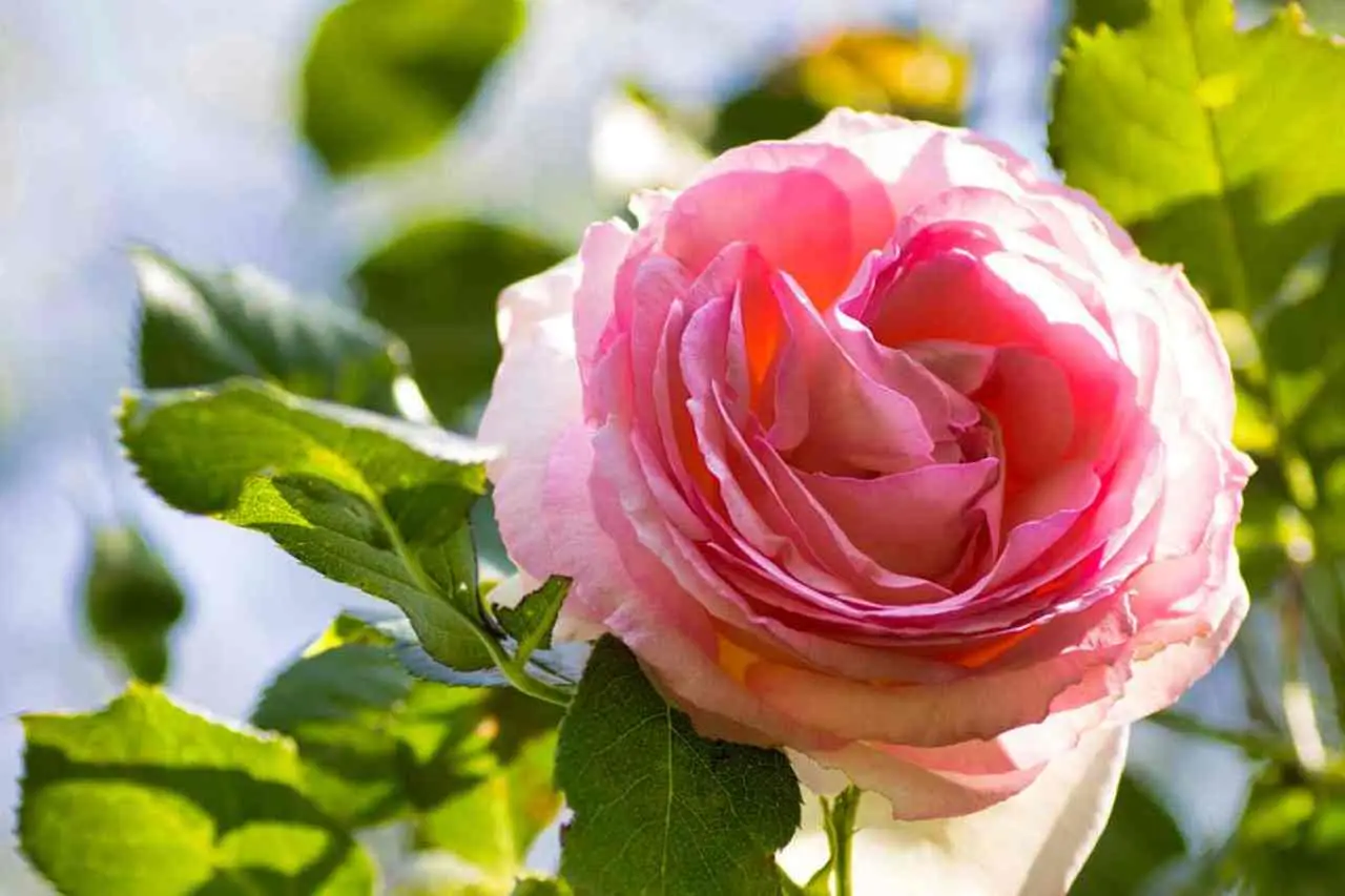 Idee per una bordura spettacolare con le peonie Idee per una bordura spettacolare con le peonie